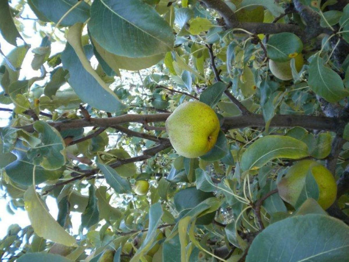 Agriturismo Il Melo Valfabbrica Buitenkant foto
